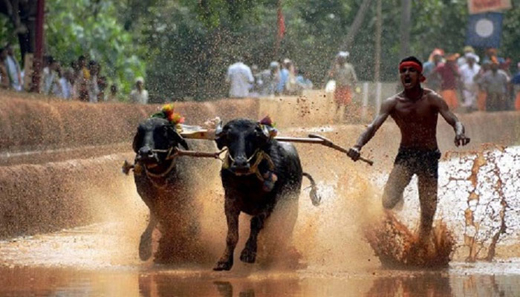kambala 2